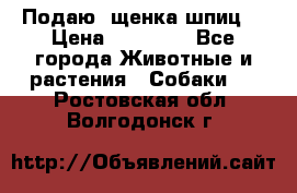 Подаю. щенка шпиц  › Цена ­ 27 000 - Все города Животные и растения » Собаки   . Ростовская обл.,Волгодонск г.